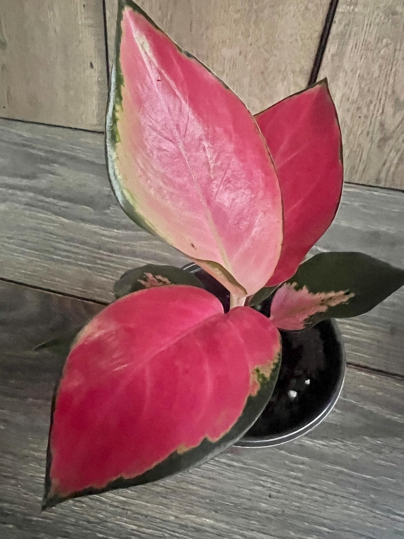 Aglaonema China Red Indoor Houseplant in 4" Pot, Colorful Foliage, Low Maintenance, Air Purifying, Indoor Decor