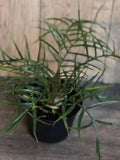Philodendron Tortum Plant in 4" Pot | Rare Indoor Outdoor Climbing Houseplant | Tropical Green Foliage