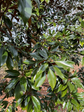 Kay Parris Magnolia Tree – 30 Inch Live Evergreen Plant in 2-Gallon Pot, Magnolia grandiflora, Compact Garden Tree