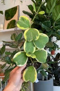 Hoya Kerri Variegated Plant - 6" Pot - Heart-Shaped Leaves - Vining Indoor Houseplant - Hoya kerrii