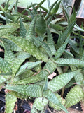 Organic Soap Aloe Plant 2.5-inch Pot Aloe Maculata Spotted Succulent Indoor Outdoor Hardy