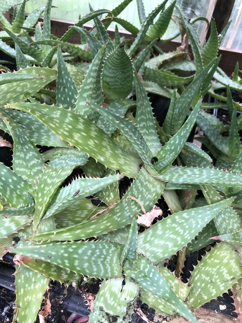 Organic Soap Aloe Plant 2.5-inch Pot Aloe Maculata Spotted Succulent Indoor Outdoor Hardy