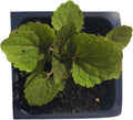 Organic Anise Hyssop Plant 2.5-Inch Pot Agastache foeniculum Edible Tea Herb Lavender Mint