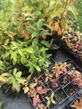 Organic Button Bush Live Perennial Plant in 2.5-Inch Pot, Native Cephalanthus occidentalis, Pollinator Friendly Shrub