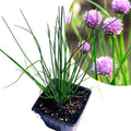 Organic Chives Plant 2.5-Inch Pot Allium schoenoprasum Edible Herb for Kitchen Garden & Container Gardening