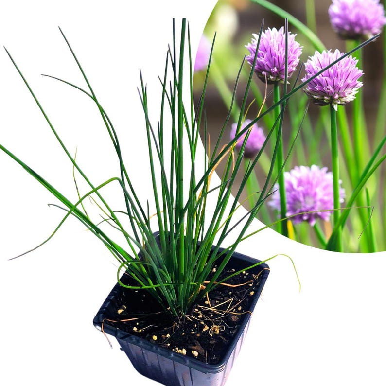 Organic Chives Plant 2.5-Inch Pot Allium schoenoprasum Edible Herb for Kitchen Garden & Container Gardening