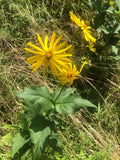 Organic Cup Plant 2.5-inch Pot Silphium perfoliatum Native Herbaceous Perennial with Yellow Blooms