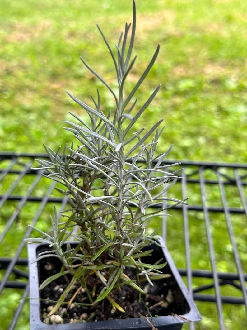 Organic Curry Herb Plant in 2.5-inch Pot, Helichrysum italicum, Fragrant Mediterranean Herb, Italian Strawflower, Immortelle