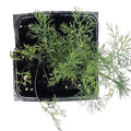 Organic Dill Plant in 2.5-Inch Pot | Anethum graveolens Culinary Herb for Gardens & Windowsills