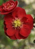 Double Take Scarlet Flowering Quince Plant in 3-Gallon Pot with Bright Scarlet Flowers, Chaenomeles speciosa