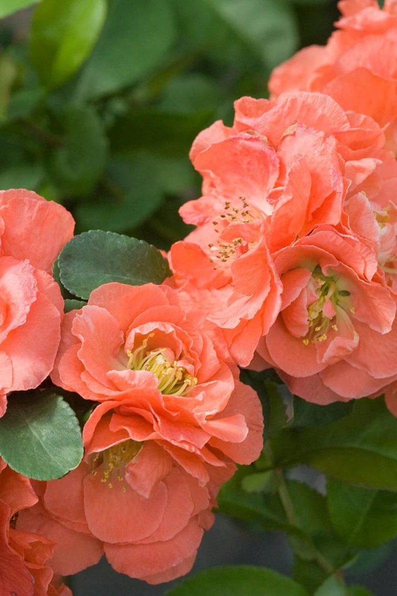 Double Take Peach Flowering Quince Tree - 3Gal Pot, Thornless, Heat Resistant, Spring Bloomer, Chaenomeles speciosa