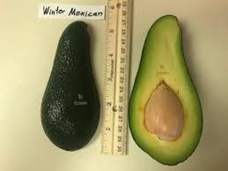 Grafted Winter Mexican Avocado Tree - 3Gal Pot - Cold Hardy, Creamy Flesh - Persea americana