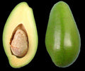 Grafted Avocado Tree 2 Feet Tall Doni Variety Persea americana in 6-Inch Pot