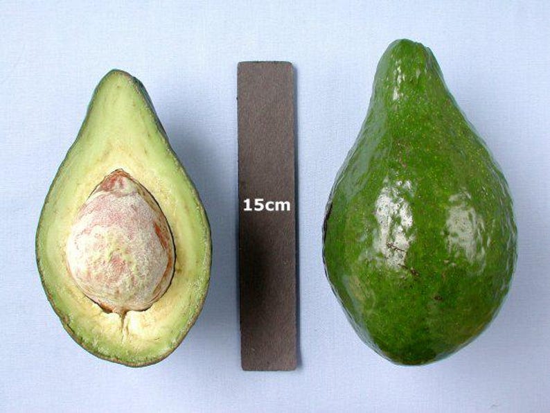 Grafted Lula Avocado Tree - 6" Pot - Rich Creamy Flavor - Persea americana - Indoor Outdoor Plant