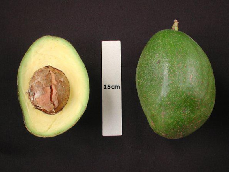 Choquette Avocado Tree Grafted 3-Gallon Pot, Persea americana, Florida Climate, Fruit Tree for Home Garden & Orchard