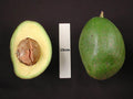 Grafted Choquette Avocado Tree 3Gal Pot – 2ft Tall Persea americana for Home Gardens & Florida Climate