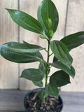 Cinnamon Tree in 6" Pot, Cinnamomum zeylanicum, Aromatic Spice Plant for Indoor Garden, Tropical Evergreen