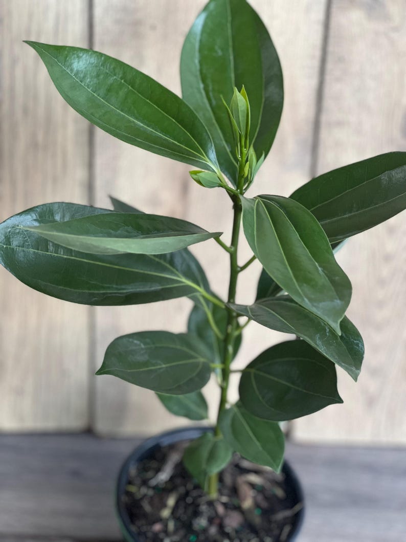 Cinnamon Tree in 6" Pot, Cinnamomum zeylanicum, Aromatic Spice Plant for Indoor Garden, Tropical Evergreen