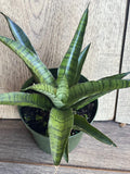 Sansevieria Gabriella Hybrid Plant in 4" Pot | Compact Snake Plant | Indoor Air Purifying | Sansevieria trifasciata 'Hahnii'