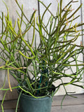 Pencil Cactus Succulent Plant in 6" Pot - Euphorbia tirucalli - Indoor Bright Sunlight, Drought Tolerant, Unique Stem Variety