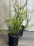 Succulent Plant in 4" Pot - Euphorbia tirucalli - Pencil Cactus Indoor Houseplant, Low Maintenance, Drought Tolerant