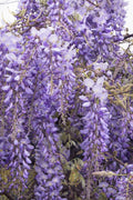 Chinese Wisteria Plant - 1-2 Feet Tall, Fragrant Violet-Blue Flowers, Wisteria sinensis in 6" Pot