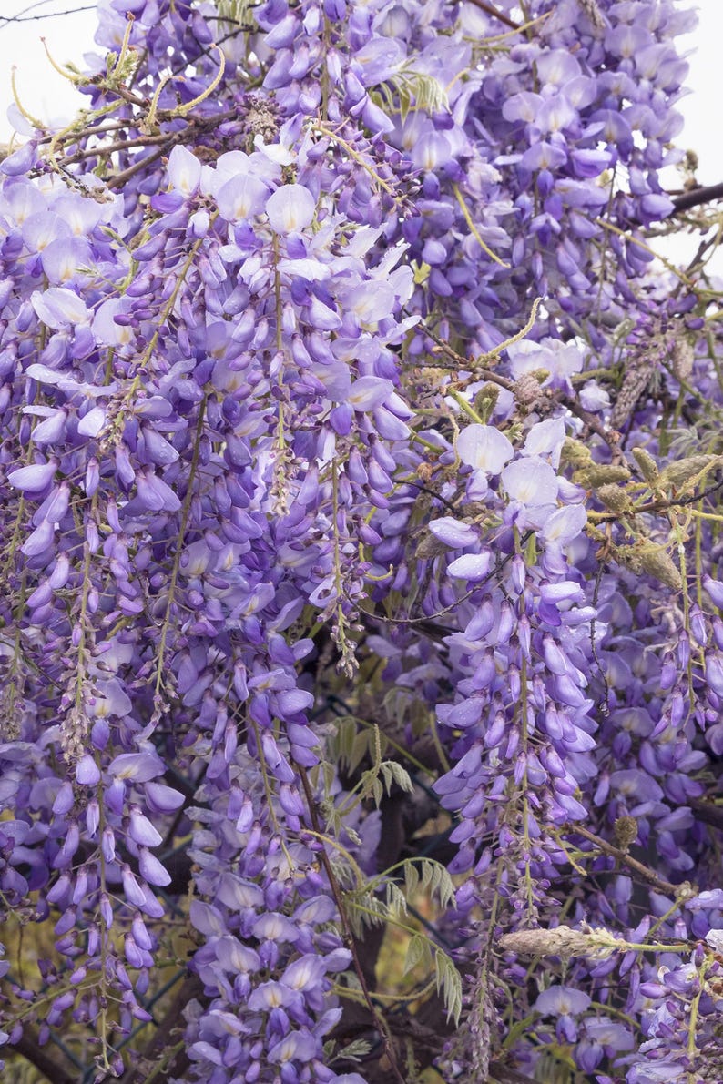 Chinese Wisteria Plant - 1-2 Feet Tall, Fragrant Violet-Blue Flowers, Wisteria sinensis in 6" Pot