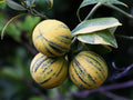Variegated Pink Lemon Tree 1/2 Gallon Pot Citrus limon 'Eureka Variegated' Air-Layered Indoor Outdoor Plant