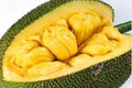 Golden Nugget Jackfruit Tree - Dwarf Variety in Half Gallon Pot, Artocarpus heterophyllus, Tropical Fruit Plant