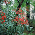 Domestica Nandina Plants 2 Pack | Heavenly Bamboo Shrubs in 3" Containers | Ornamental Evergreen with Red Foliage & Berries
