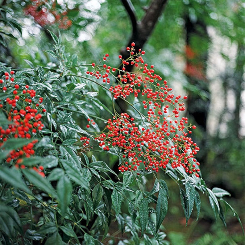 Domestica Nandina Plants 2 Pack | Heavenly Bamboo Shrubs in 3" Containers | Ornamental Evergreen with Red Foliage & Berries