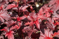 Red Ninebark Plants 3-Inch Container, Physocarpus opulifolius 'Diabolo', Deciduous Shrub with Reddish Purple Foliage, Landscape, Garden