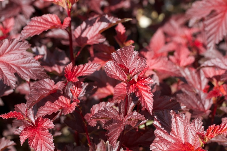 Red Ninebark Plants 3-Inch Container, Physocarpus opulifolius 'Diabolo', Deciduous Shrub with Reddish Purple Foliage, Landscape, Garden