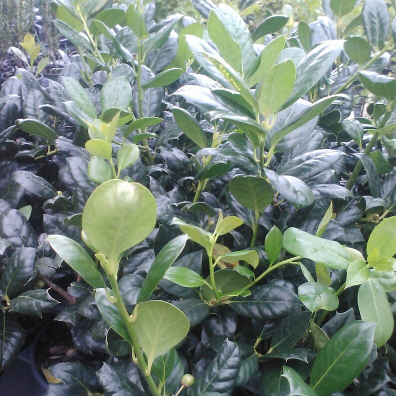 Nellie R. Stevens Holly Trees - 2 Pack, 6-8" in 3" Pots, Ilex x attenuata, Privacy Screen & Hedge Plants