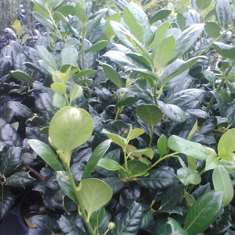 Nellie R. Stevens Holly Trees in 3" Containers – Ilex x 'Nellie R. Stevens' for Hedges & Privacy Screens