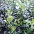 Nellie R. Stevens Holly Trees - 5 Pack, 6-8" in 3" Pots, Ilex x 'Nellie R. Stevens' for Hedges & Privacy Screens, Zones 6-9