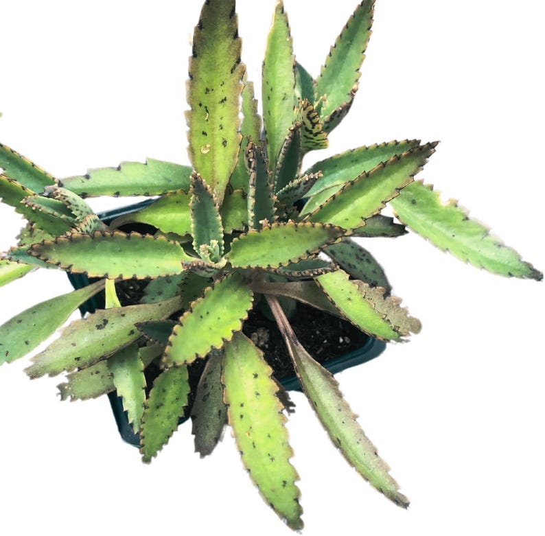 Mother of Thousands Succulent Plant 2.5 Inch Pot Kalanchoe daigremontiana Indoor House Plant