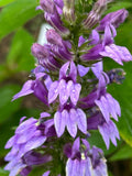 Organic Blue Lobelia Plant 2.5-Inch Pot | Blue Cardinal Flower | Lobelia siphilitica | Native Perennial for Pollinator Gardens