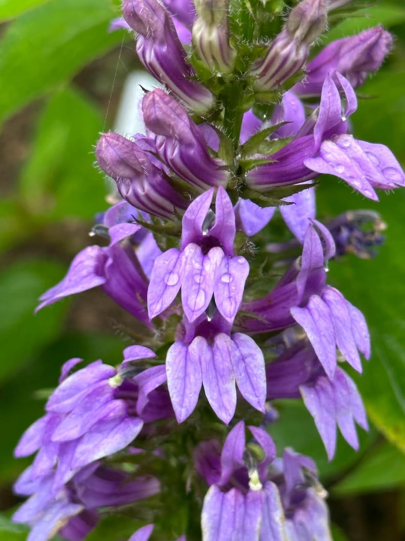 Organic Blue Lobelia Plant 2.5-Inch Pot | Blue Cardinal Flower | Lobelia siphilitica | Native Perennial for Pollinator Gardens