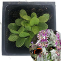 Organic Lamb's Ear Plant in 2.5 Inch Pot - Stachys byzantina, Donkey's Ears, Lamb's Wool, Drought-Tolerant Perennial