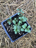 Organic Peppermint Plant in 2.5-Inch Pot, Mentha piperita, Culinary Herb for Teas & Garden, Live Mint Plant