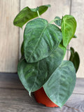 Syngonium Ice Frost Plant in 6" Pot | Variegated Indoor Houseplant | Syngonium macrophyllum ‘Ice Frost’