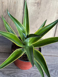 Agave Desmettiana Variegata Succulent in 6" Pot – Low Maintenance, Green and Creamy Leaves, Drought-Tolerant, Indoor & Outdoor Plant