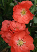 Double Take Orange Flowering Quince Plant in 6" Pot, Chaenomeles speciosa, Bright Scarlet Spring Flowers