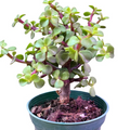 Portulacaria Afra Jade Bonsai Live Plant – 4-Inch Pot Elephant Bush Indoor Succulent for Bonsai & Decor