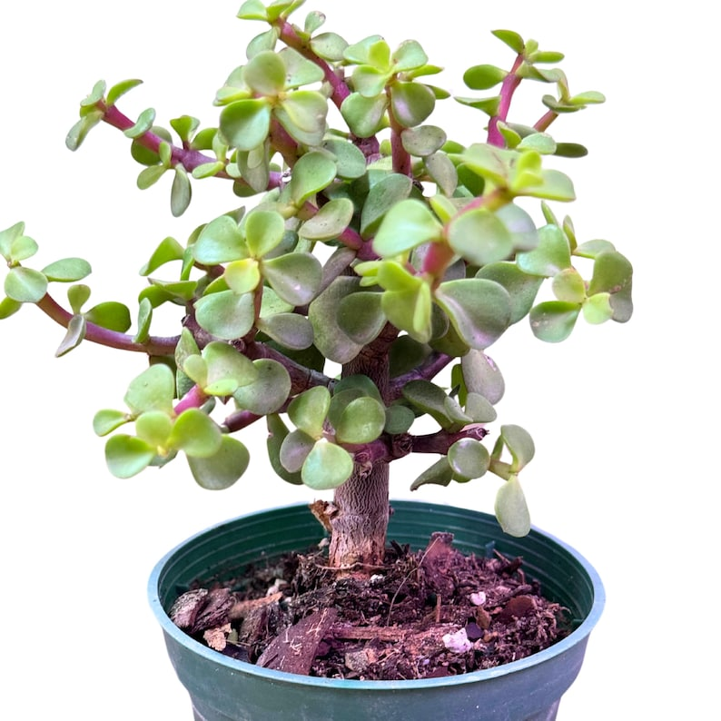 Portulacaria Afra Jade Bonsai Live Plant – 4-Inch Pot Elephant Bush Indoor Succulent for Bonsai & Decor