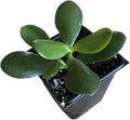 Organic Jade Plant in 2.5-inch Pot | Crassula ovata | Succulent, Lucky Plant, Money Tree, Friendship Plant