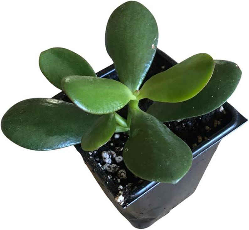 Organic Jade Plant in 2.5-inch Pot | Crassula ovata | Succulent, Lucky Plant, Money Tree, Friendship Plant