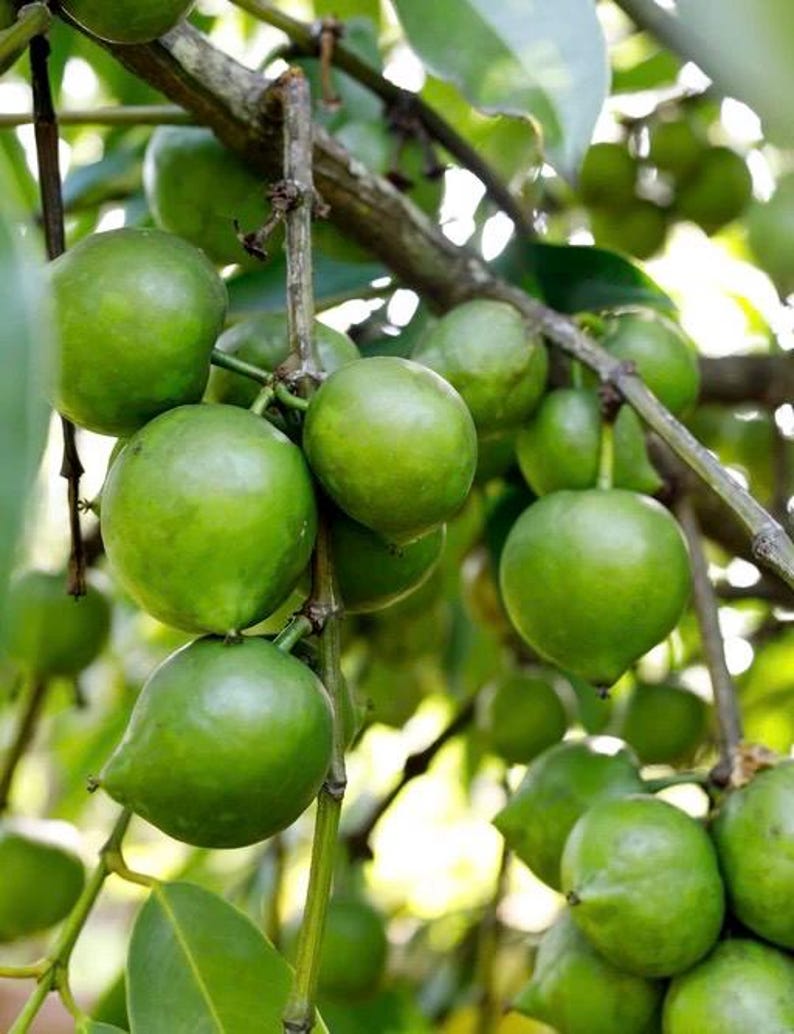 Black Sapote Tree in 3-Gallon Pot, Grafted Diospyros digyna, Tropical Dessert Fruit, Chocolate Pudding Fruit, Garden or Patio Plant