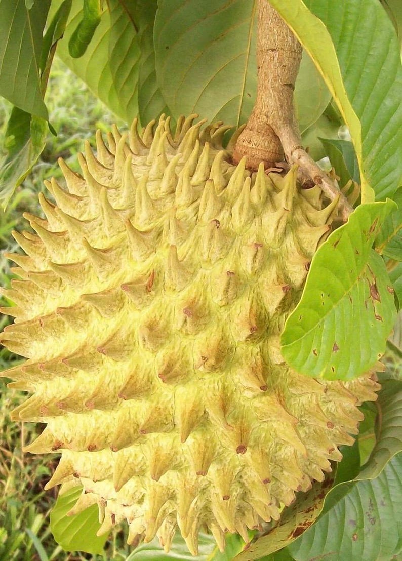 Rollinia Tree in 10" Pot, Exotic Fruit Tree, Biriba, Annona mucosa, Tropical Plant for Home Garden, Fresh Fruit Production